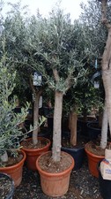 European Olive Tree 200cm+