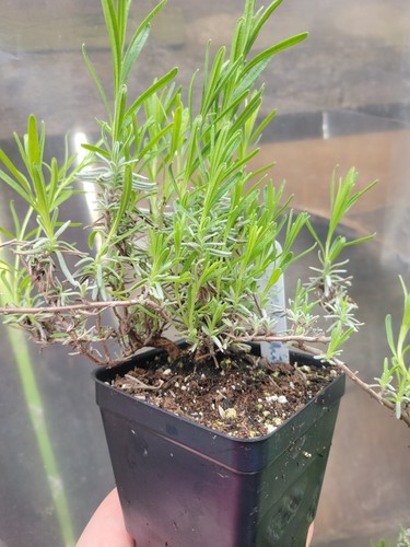 Ellagance snow white lavender - snow,