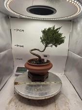 Juniper Bonsai  About 6