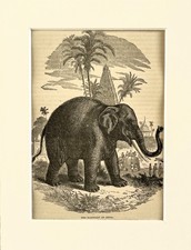 INDIAN ELEPHANT Print - c.1880