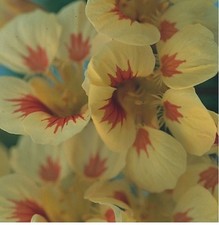 Flower - Nasturtium - Peach