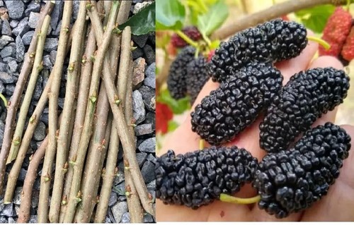 Cuttings morus nigra black - cuttings,