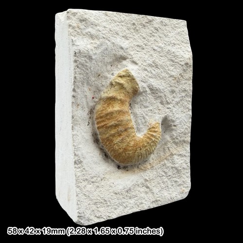 Rare scaphites equalis - rare,