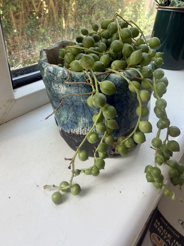 String pearls - string,