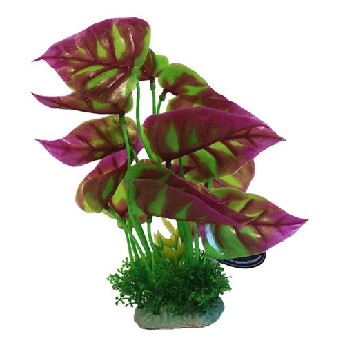 Betta choice green pink - betta, &
