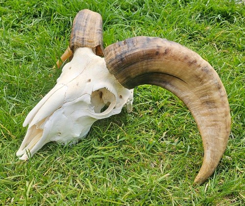 Ram skull taxidermy - taxidermy, craft