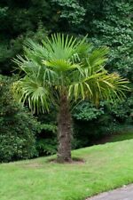 Trachycarpus Fortunei Chusan Palm, large 55 cm.tall, Exotic Plant PRICE REDUCED