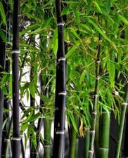 Black Bamboo Seeds