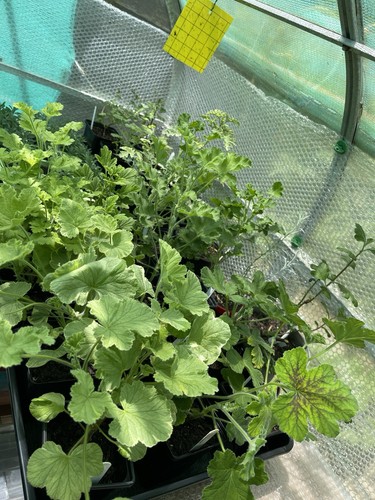 Pelargoniums scented two for - scented,