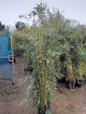 Aureosulcata Aureocaulis