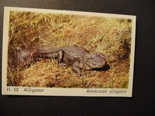 DANDY GUM WILD ANIMALS DANISH