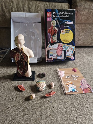 Edu toys hirst anatomically - hirst,