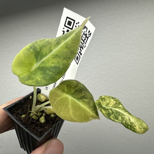 Alocasia black velvet gold - black,