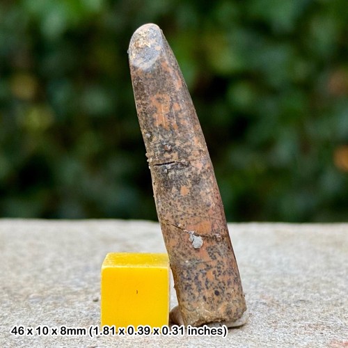 Rebbachisaurus tooth fossil - rebbachisaurus,