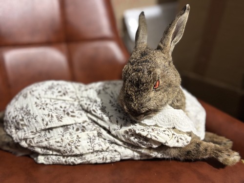 Wild rabbit roadkill - rabbit,