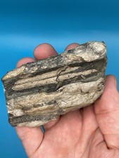 Ichthyosaur Jaw & Teeth Jurassic Fossil Whitby Yorkshire Rostrum