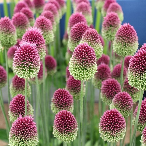 10x allium drumstick bulbs - drumstick,