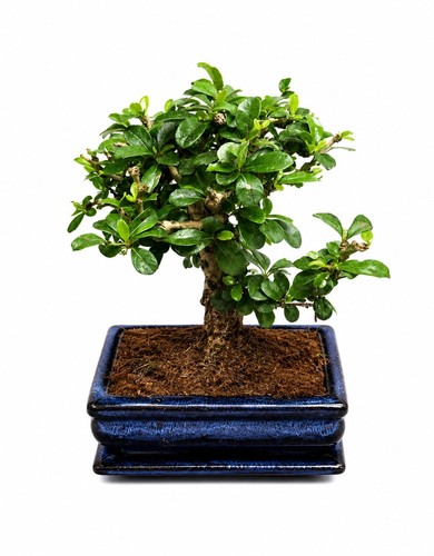Chinese bonsai tree - 🌳,