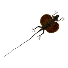 REAL RED Draco Flying Lizard Draco haematopogon Taxidermy Indonesian Specimen A1