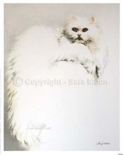SARA MOON White Persian Cat