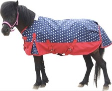Mini Shetland Pony Foal