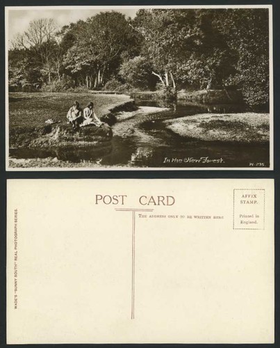 New forest hampshire - forest, real