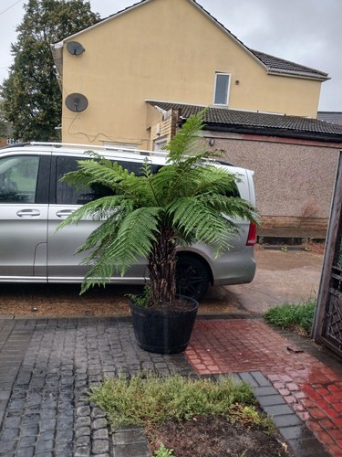 Tree fern dicksonia - tree,