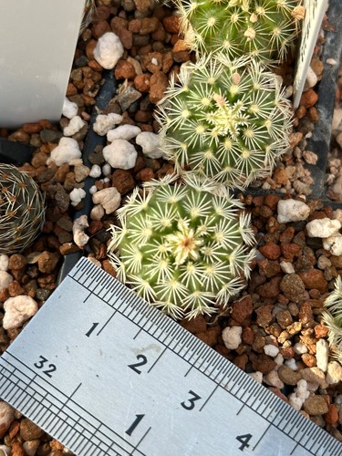 Echinocereus chloranthus mn664 - chloranthus,