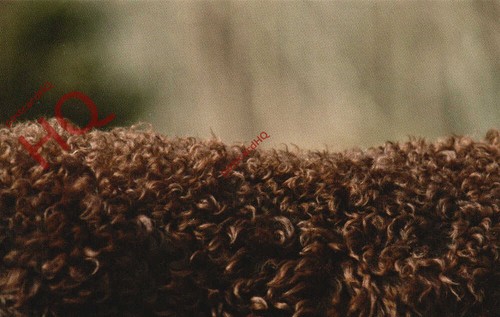 Picture postcard dog irish - postcard:;dog,,
