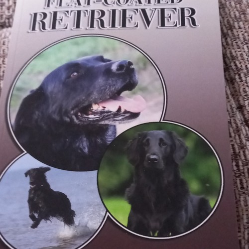 Flat coated retriever - flat-coated, by
