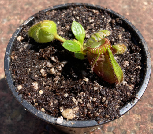 Cephalotus follicularis albany - cephalotus,
