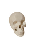 Human skull model plastic - human,