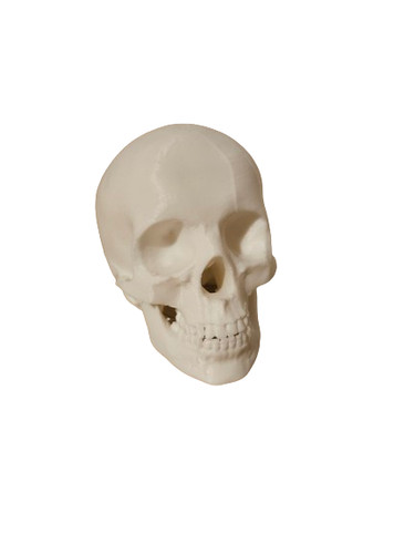Human skull model plastic 9cm - skull,