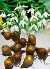 IN STOCK. 50 SINGLE SNOWDROPS