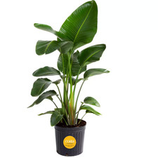 White Bird of Paradise Indoor