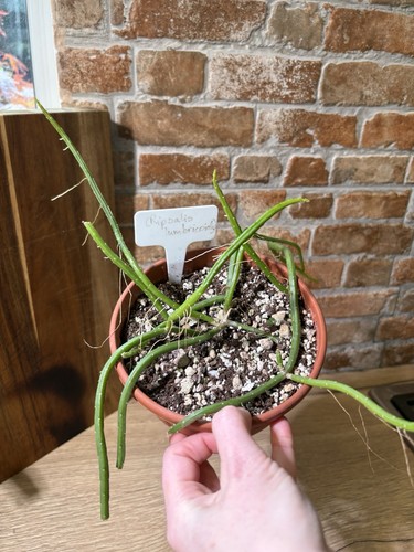 Selenicereus wercklei cactus - selenicereus,