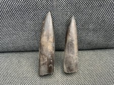 Fossil Belemnite Collection, Jurassic Squid, Whitby, Yorkshire, England