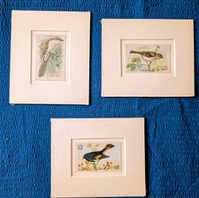 3 X small mounted antique bird