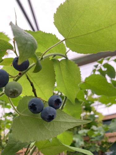Two blueberry plants cm - two,
