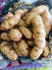 Pink Fir Apple Seed Potatoes -