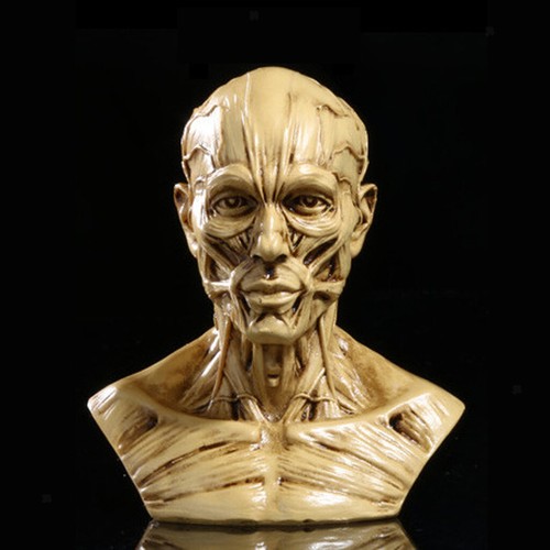 Human model anatomy - anatomy, skull