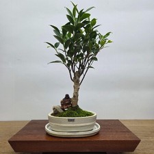 Ficus Microcarpa (Banyan Fig)