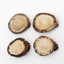 Roses 4X Drop Rose Deer Antler