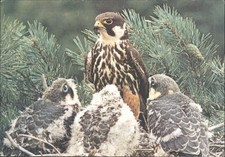 Hobby Falcon with Chicks