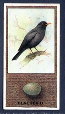 BLACK BIRD - #19- Phillips