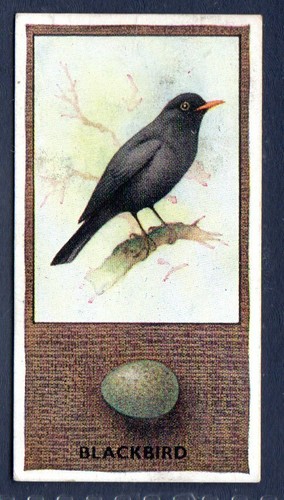 Black bird 19 phillips - bird,