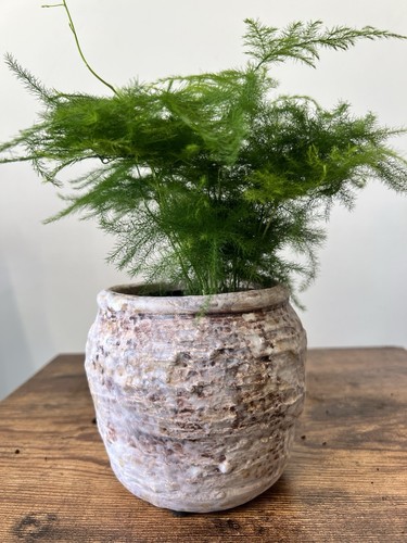 Asparagus setaceus fern plant - asparagus,