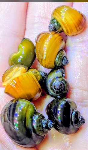 Live mystery snails - mystery,