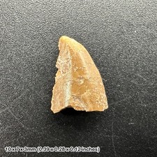 Genuine raptor dinosaur tooth
