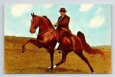 Animals: Horse.  'B. Major
